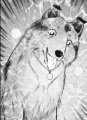 Lassie03.jpg