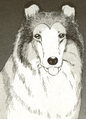 Lassie9.PNG